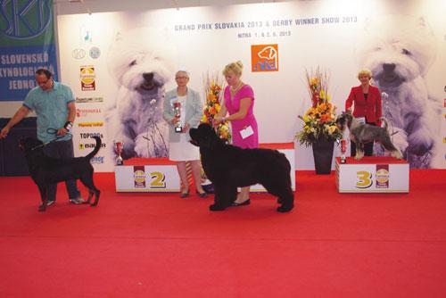 Derby Winner Show (nedeľa), Best Of Group FCI 2 (rozhodca: Olga Kupriyanova Šinko, SLO): 1. Novofundlandský pes - King Of Helluland Over The Top, ch + maj: Kročkoví S.& V. * 2. Rottweiler - Elvis Bria-Dogs, ch + maj: Kováč Ľuboš * 3. Bradáč stredný korenie a soľ - Ave Concorde Magnifique, ch: Yerusalimskie Eugen, maj: Fajkusová Lenka