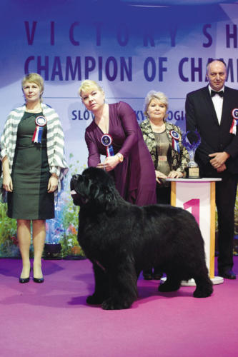 2. FCI - 1. miesto - newfoundland - KING OF HELLULAND OVER THE TOP, maj: Kročko Soňa a Vladimír